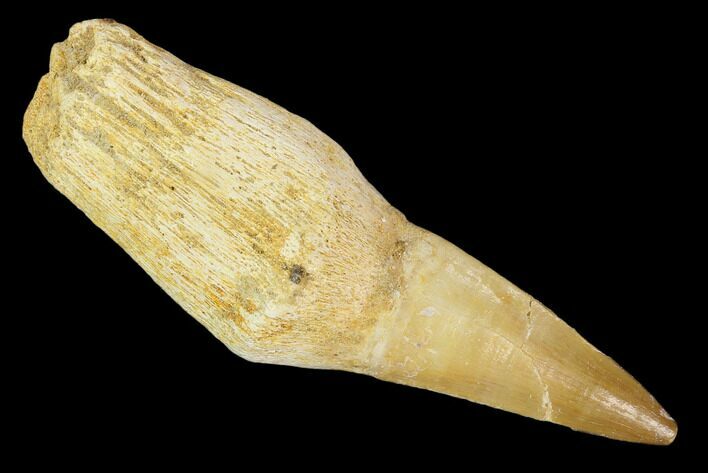 Fossil Rooted Mosasaur (Eremiasaurus) Tooth - Morocco #117065